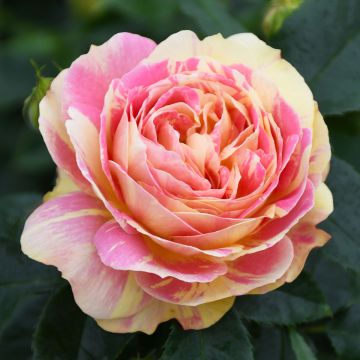 Rosa, Tea Rose 'Pop Art™'