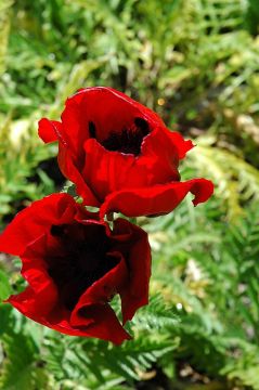 Papaver, Oriental Poppy 'Brilliant'