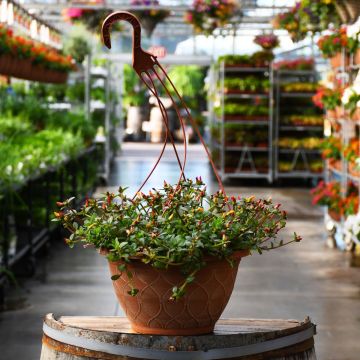 Portulaca, Pazzaz Mega Mix Hanging Basket 12"