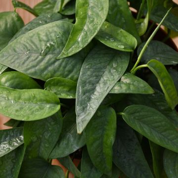 Epipremnum Pinnatum, Pothos 'Cebu Blue'