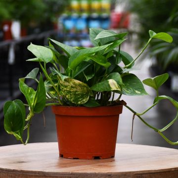 Epipremnum Aureum, Pothos 'Golden'