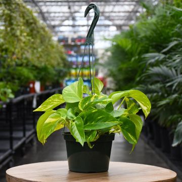 Epipremnum Aureum, Pothos 'Hawaiian'