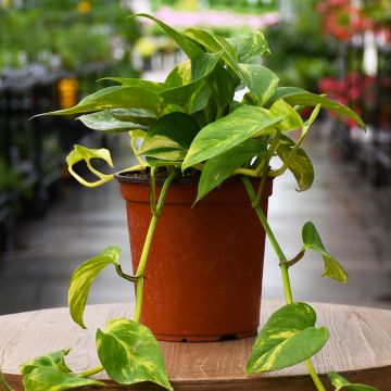 Epipremnum Aureum, Pothos 'Hawaiian'