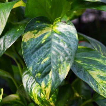 Epipremnum Aureum, Pothos 'Hawaiian'