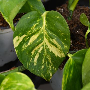 Epipremnum Aureum, Pothos 'Hawaiian'