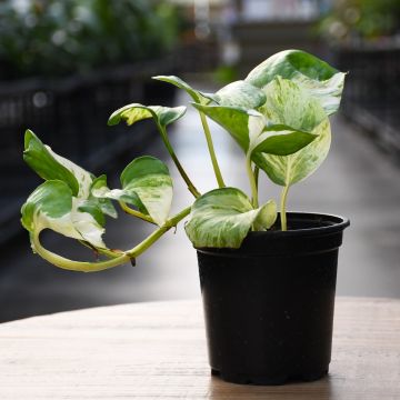 Epipremnum Aureum, Pothos 'Manjula'