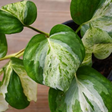 Epipremnum Aureum, Pothos 'Manjula'