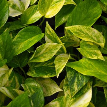 Epipremnum Aureum, Pothos 'Neon Queen'