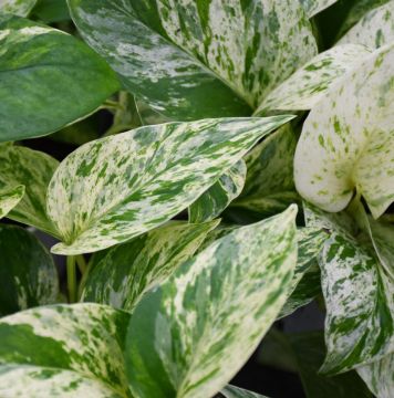 Epipremnum Aureum, Pothos 'Snow Queen'