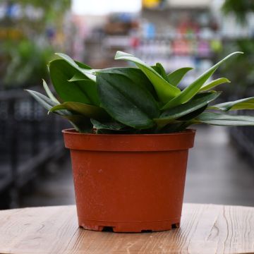 Scindapsus Truebii, Pothos 'Moonlight'