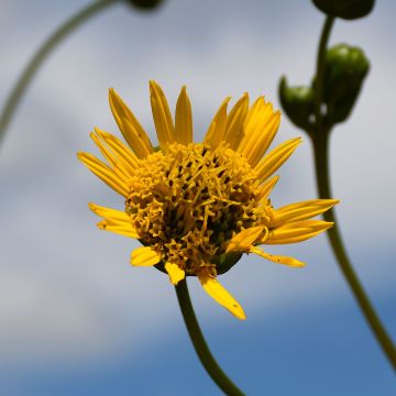 Silphium, Prairie Dock 'Minnesota Native'