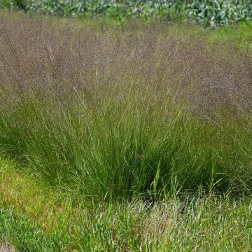 Sporobolus, Prairie Dropseed 'Minnesota Native'