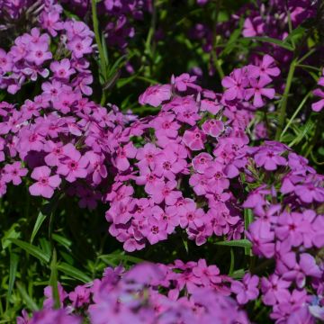 Phlox, Prairie Phlox 'Minnesota Native'