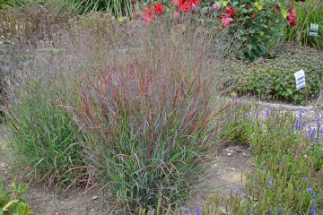 Panicum, Switchgrass 'Prairie Winds® Cheyenne Sky'