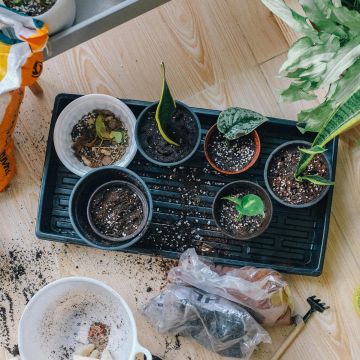 Propagation and Seeding 101 | Sunday, February 23rd