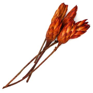 Protea Repens 'Red' Dried