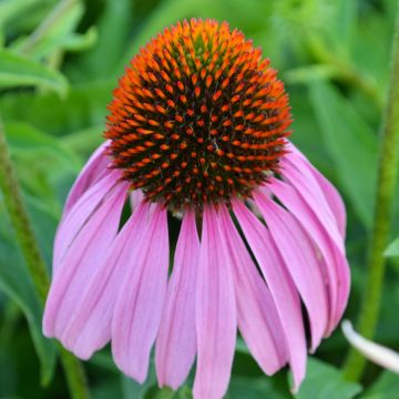 Echinacea, Purple Coneflower 'Minnesota Native'