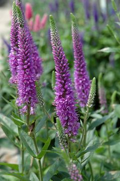 Veronica, Spiked Speedwell 'Purpleicious'