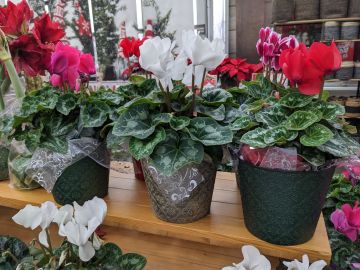 Cyclamen Assorted, Premuim Pot