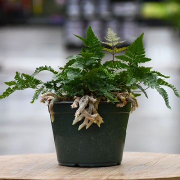 Humata Tyermanii, Rabbit's Foot Fern