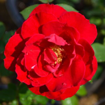 Rosa, Climbing Rose 'First Editions® Ramblin’ Red®'