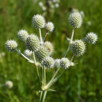 Eryngium, Rattlesnake Master 'Minnesota Native'