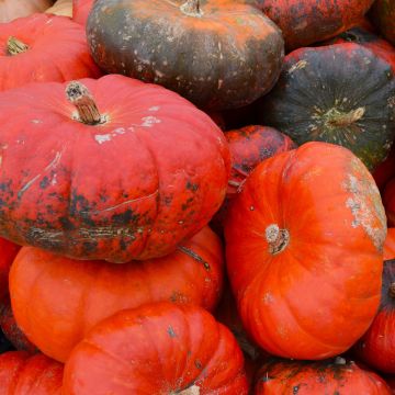 Pumpkins, Cinderella (Assorted)