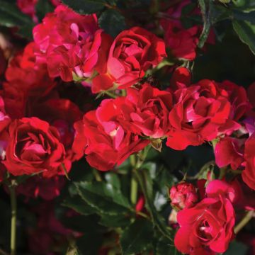 Rosa, Shrub Rose 'Red Drift®'