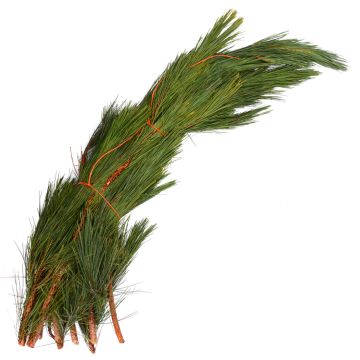 Boughs, Pine 'Red Pine' Large