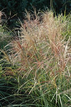 Miscanthus, Silver Grass 'Red Silver'