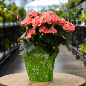 Begonia, Reiger, Assorted