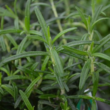 Rosemary, Upright (Herb)