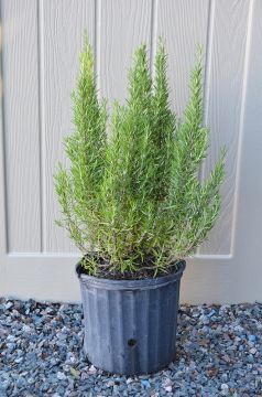 Rosemary, BBQ