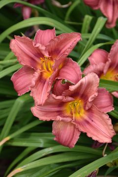 Hemerocallis, Pink Daylily 'Rosy Returns'