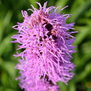 Liatris, Rough Blazingstar 'Minnesota Native'