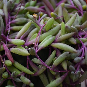 Othonna capensis 'Ruby Necklace'