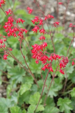 Heuchera, Green Leaf Coral Bells 'Ruby Bells'