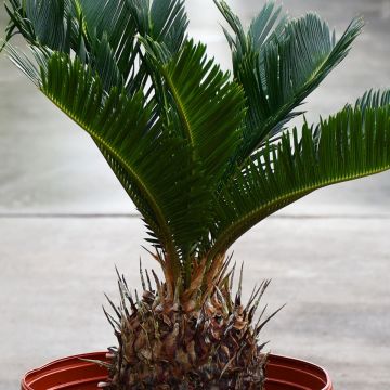 Cycas Revoluta 'Sago Palm'