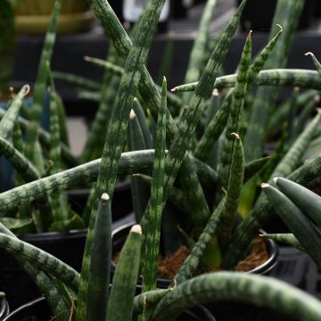 Sansevieria Cylindrica 