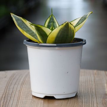 Sansevieria Trifasciata, Dwarf Snake Plant 'Hahnii Golden'