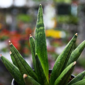 Sansevieria Boncellensis 'Hedgehog'