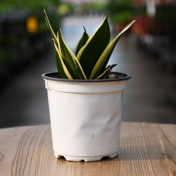 Sansevieria Trifasciata, Dwarf Snake Plant 'Hahnii Jade Pagoda'