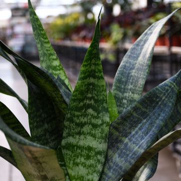 Sansevieria Trifasciata 'Robusta'