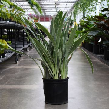 Sansevieria Sayuri, Snake Plant