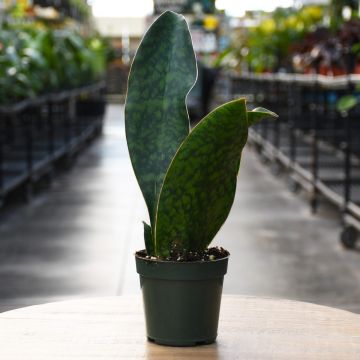 Sansevieria Masoniana, Snake Plant 'Whalefin'