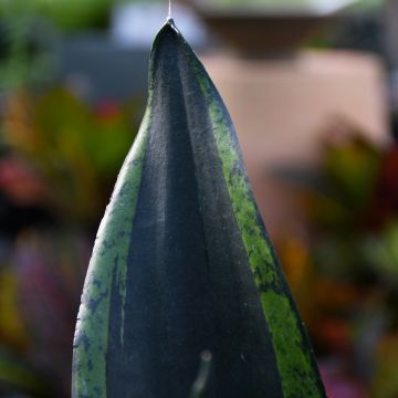 Sansevieria Trifasciata 'Whitney'