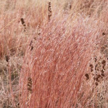 Schizachyrium, Little Bluestem, 6 pack