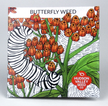 Asclepias, Butterfly Weed ~ 50 seeds