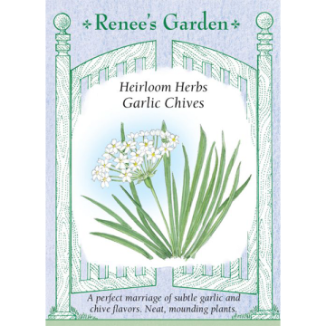 Allium, Chives, Garlic Chives ~ 250 seeds