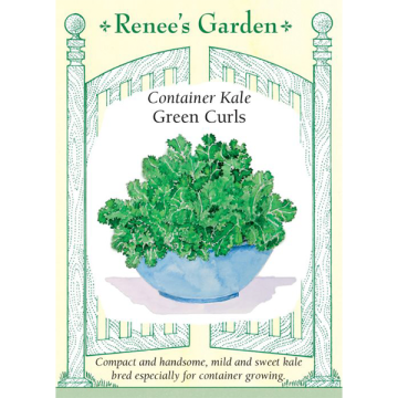 Brassica, Kale, Green Curls ~ 65 seeds